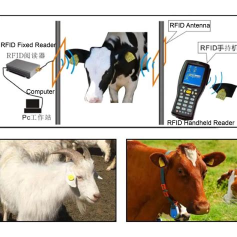 universal cattle rfid tag readers|livestock rfid tag reader.